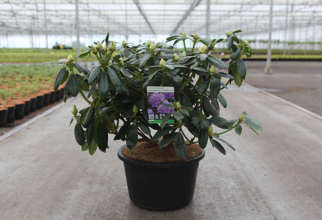 [P] Rhododendron 'Lee's Dark Purple' cont. 43L 100-125 cm +B