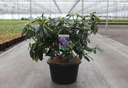 Rhododendron 'Lee's Dark Purple' cont. 43L 100-125 cm +p