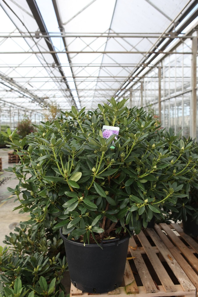 [P] Rhododendron 'Catawbiense Grandiflorum' cont. 43L 80-90 cm +p