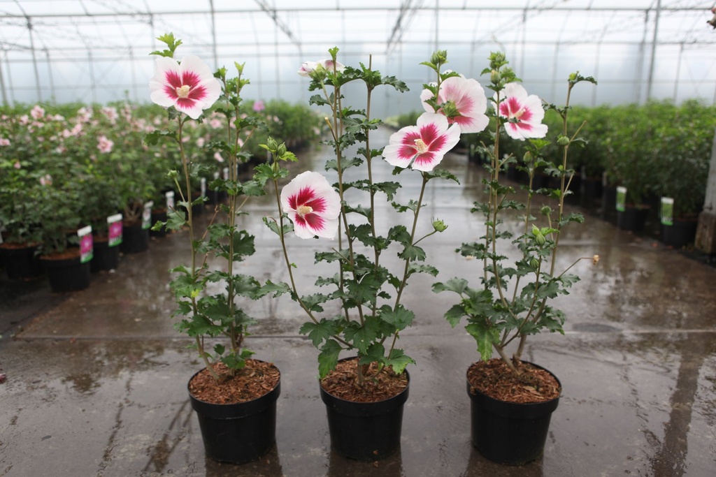 Hibiscus syriacus 'Lunar Flare' (PBR) cont. 3,6L 40-50 cm +p