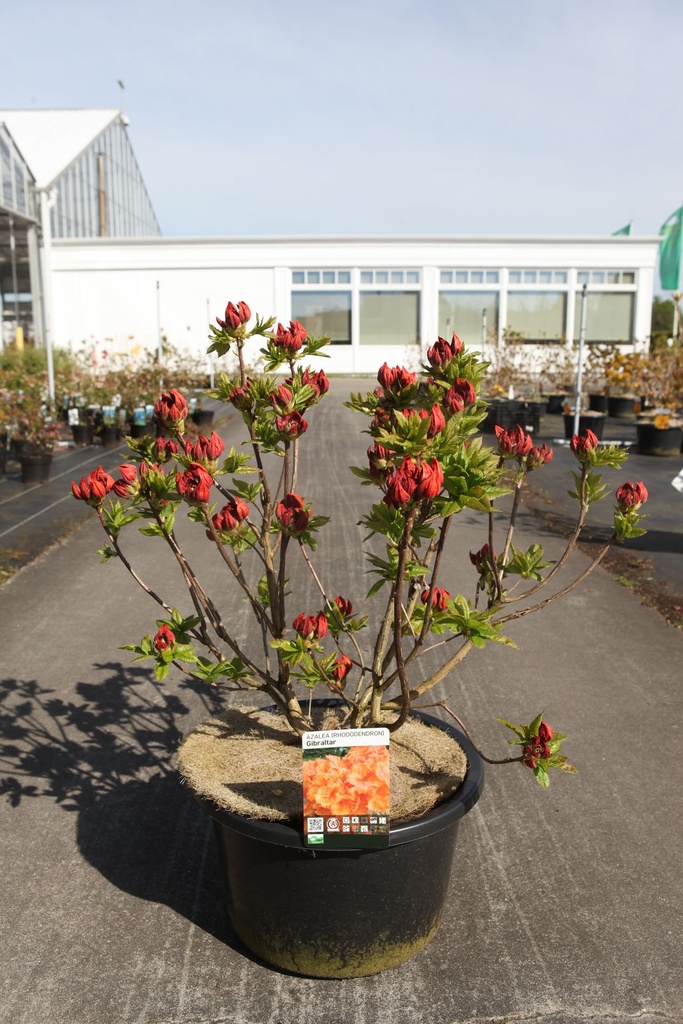 [P] Rhododendron (AK) 'Gibraltar' cont. 18L 80-100 cm +B