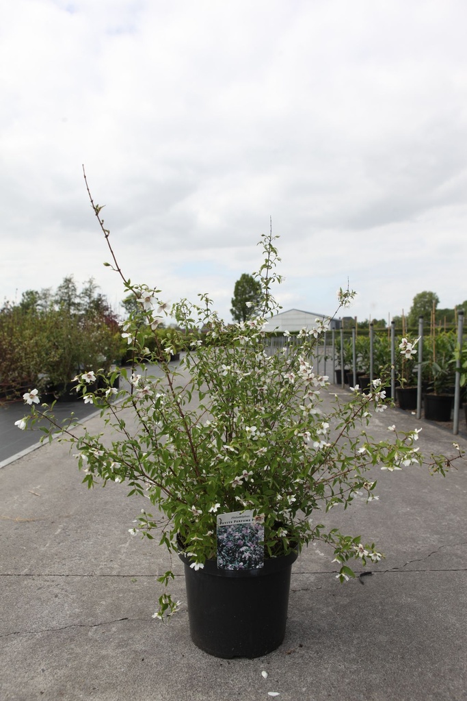 Philadelphus PETITE PERFUME® PINK (PBR) cont. 10L 60-80 cm +B