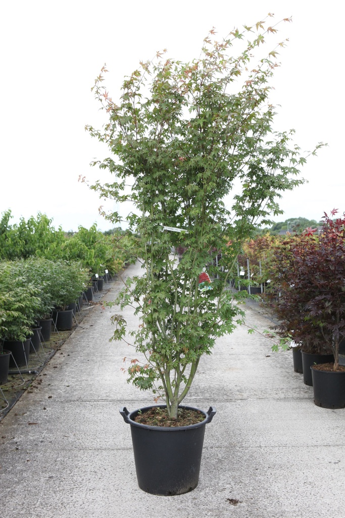 Acer palmatum cont. 35L 150/+ cm