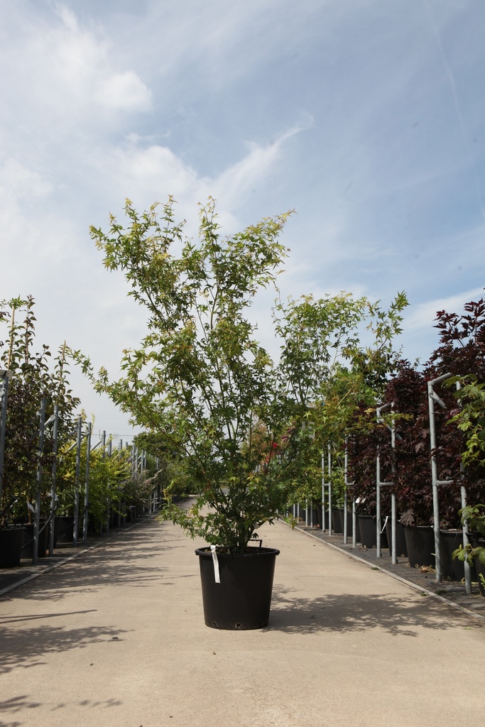 [P] Acer palmatum cont. 35L 150/+ cm