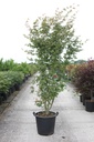 Acer palmatum cont. 35L 150/+ cm