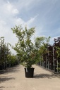 Acer palmatum cont. 35L 150/+ cm