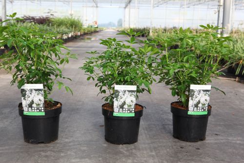 Choisya ternata cont. 3L 25-30 cm +ф