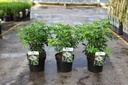 Choisya ternata Kont. 3L 25-30 cm +B