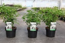 Choisya ternata cont. 3L 25-30 cm +ф