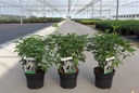 Choisya ternata cont. 3L 25-30 cm +p