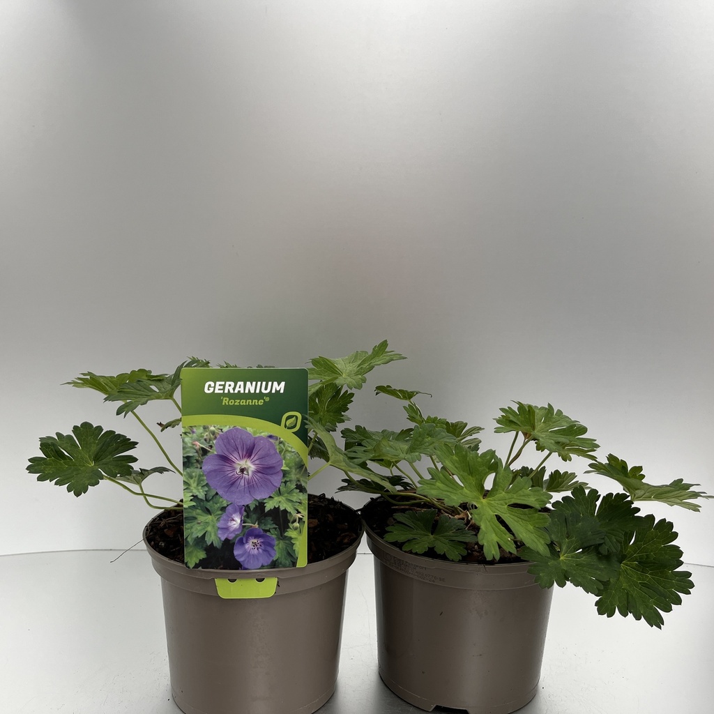 Geranium 'Rozanne' cont. 2L