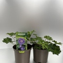 Geranium 'Rozanne' cont. 2L