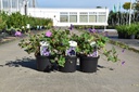 Geranium 'Rozanne' cont. 2L