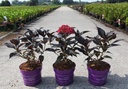 Hydrangea macrophylla First Editions® ECLIPSE® (PBR) cont. 3,6L deco 30-40 cm +p
