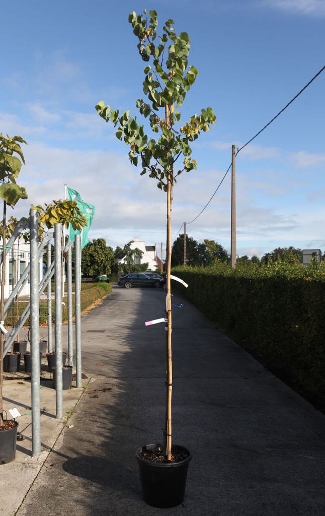 Cercis siliquastrum cont. 30L standard 8-10