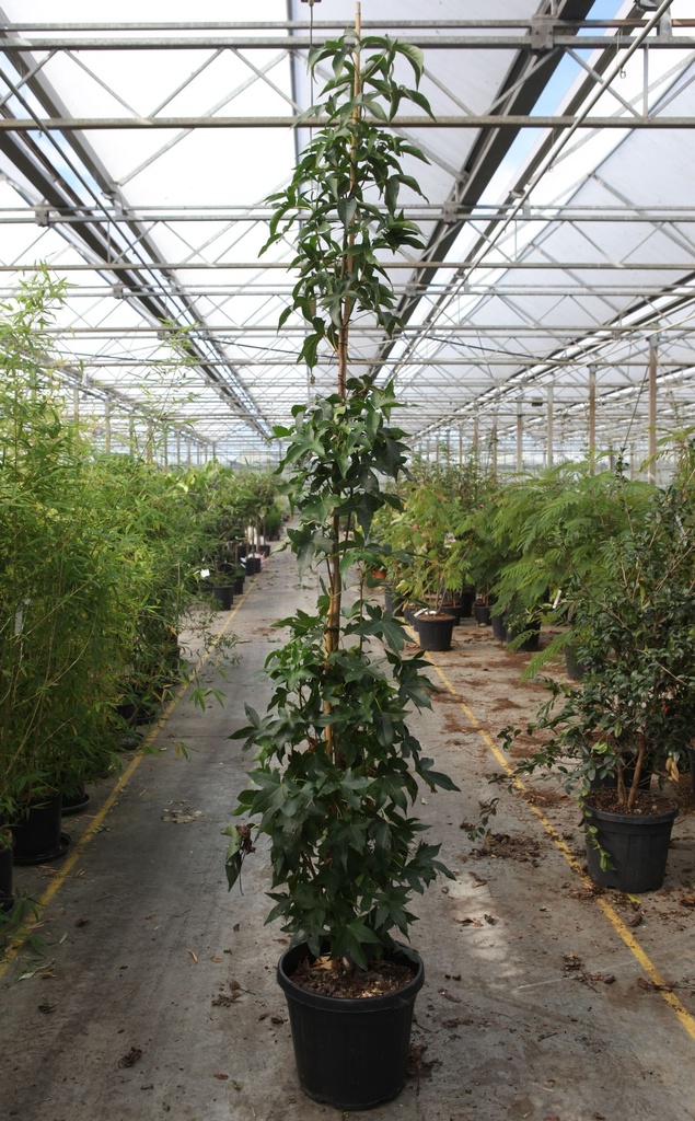 [P] Liquidambar styraciflua 'Slender Silhouette' cont. 30L 250-300 cm