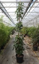 Liquidambar styraciflua 'Slender Silhouette' cont. 30L 250-300 cm