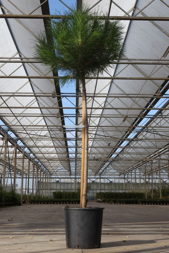 Pinus pinea cont. 18L halfstam 8-10