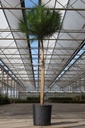 Pinus pinea cont. 18L halfstam 8-10