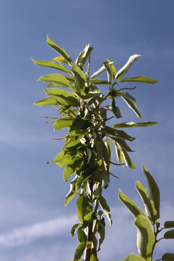[P] Castanea sativa 'Bouche de Betizac' cont. 12L Halbstamm