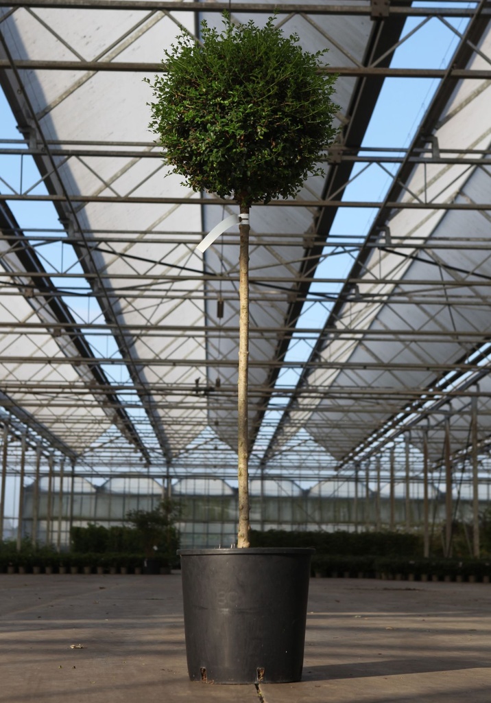 Ligustrum delavayanum cont. 18L half standard