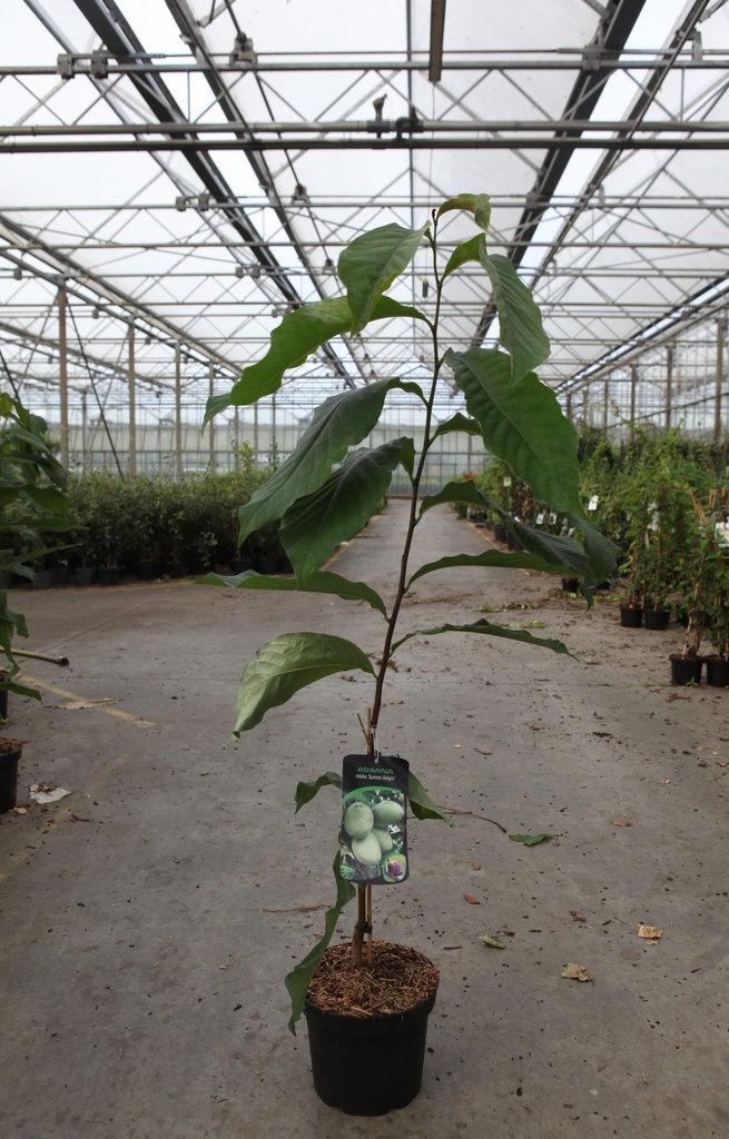 Asimina triloba 'Summer Delight' cont. 5L 50-60 cm +ф