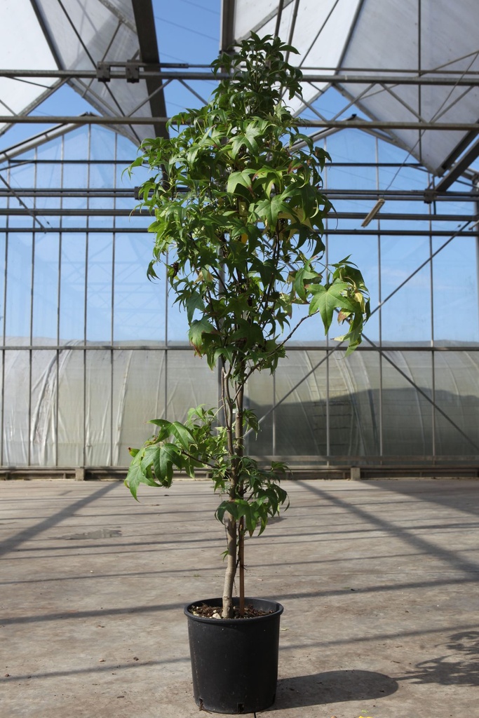 [P] Liquidambar styraciflua 'Slender Silhouette' cont. 10L 125-150 cm
