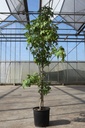 Liquidambar styraciflua 'Slender Silhouette' Kont. 10L 125-150 cm