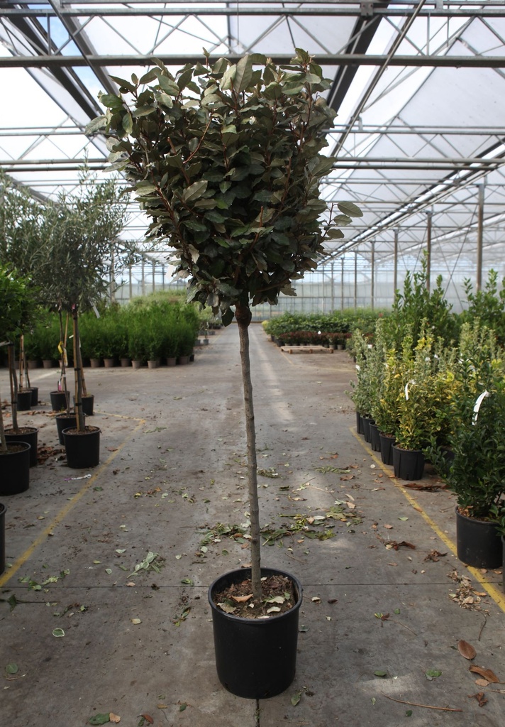 [P] Elaeagnus ebbingei 'Compacta' cont. 18L demi-tige