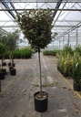 Elaeagnus ebbingei 'Compacta' cont. 18L halfstam