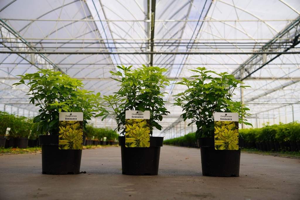 [P] Choisya ternata SUNDANCE® cont. 3L 25-30 cm +f