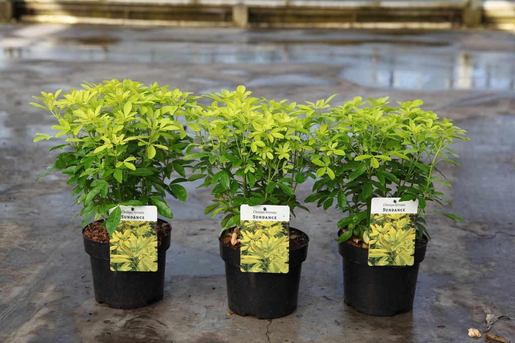 [P] Choisya ternata SUNDANCE® cont. 3L 25-30 cm +f