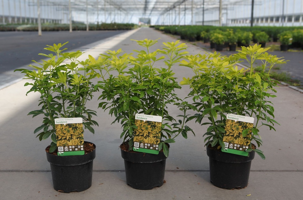 Choisya ternata SUNDANCE® cont. 3L 25-30 cm +p