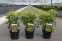 Choisya ternata SUNDANCE® cont. 3L 25-30 cm +p