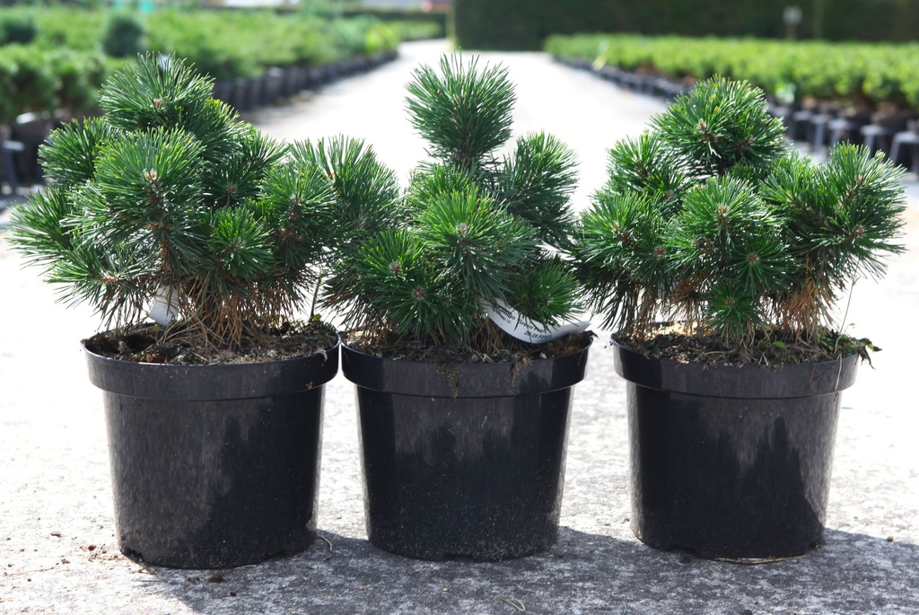 Pinus mugo 'Green Pearl' cont. 7,5L 30/+ cm