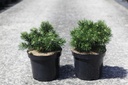 Pinus mugo 'Green Pearl' cont. 7,5L 30/+ cm