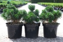 Pinus mugo 'Green Pearl' cont. 7,5L 30/+ cm