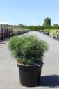 Pinus sylvestris BLUE PEARL (PBR) cont. 10L 40-50 cm