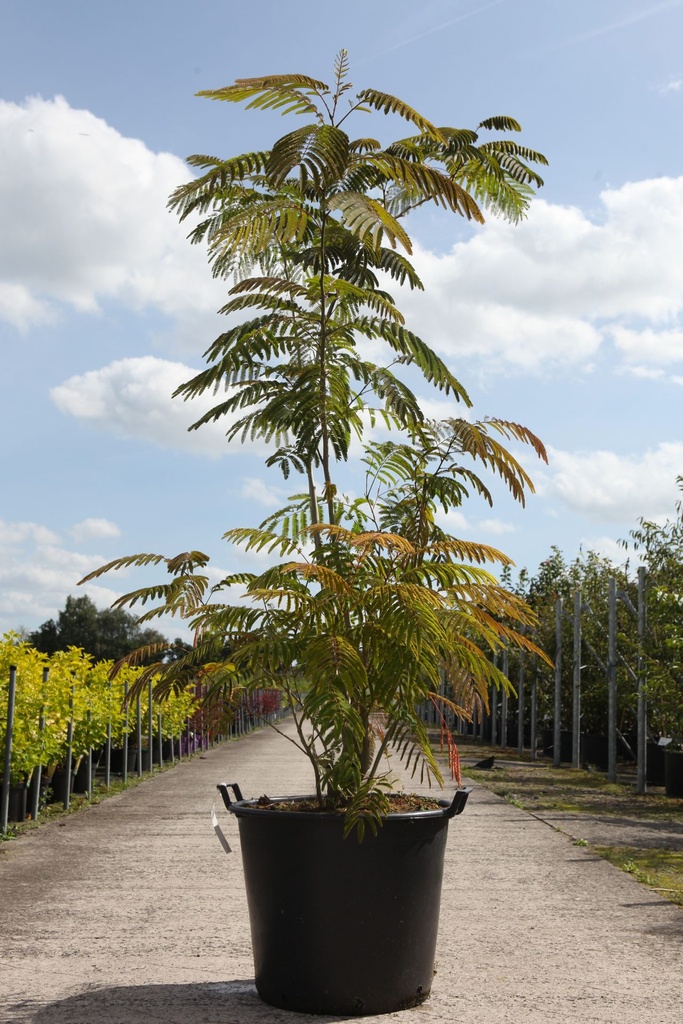 [P] Albizia julibrissin cont. 90L 250/+ cm multi-stem