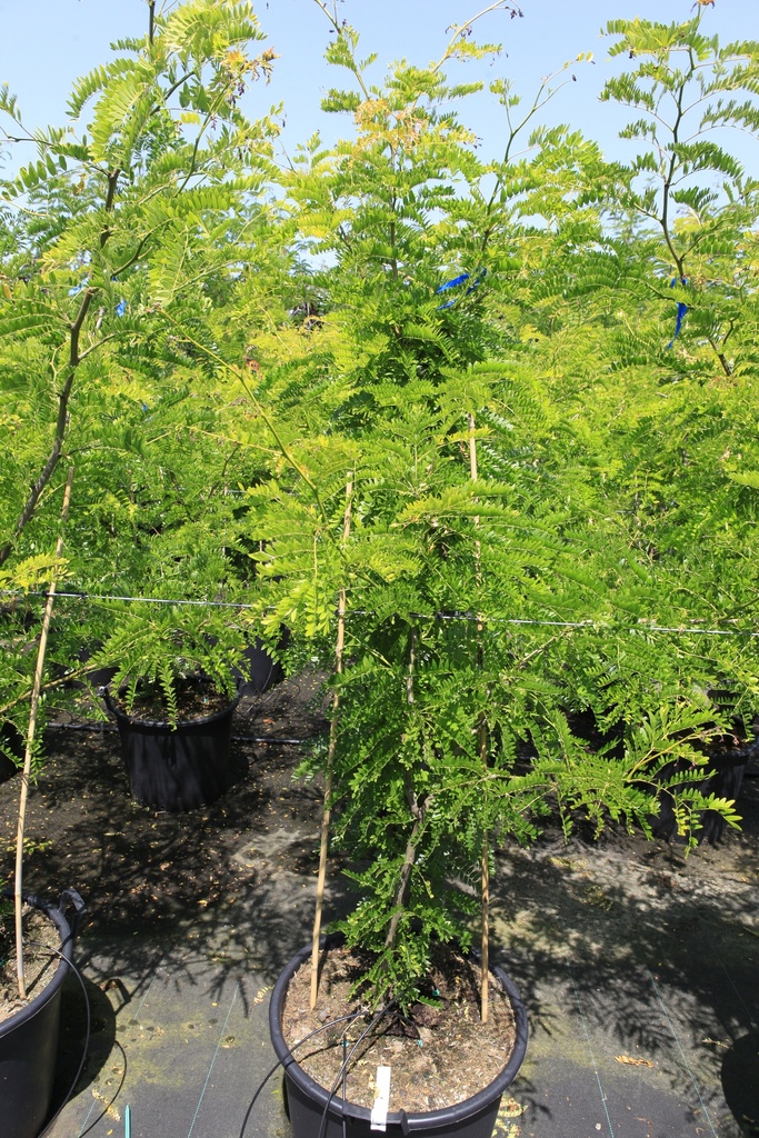 [P] Gleditsia triacanthos 'Sunburst' cont. 70L 200-250 cm multi-troncs