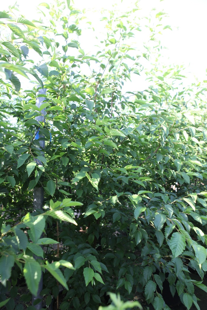 [P] Ostrya carpinifolia cont. 70L 175-200 cm multi-troncs