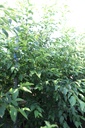 Ostrya carpinifolia cont. 70L 175-200 cm multi-stem