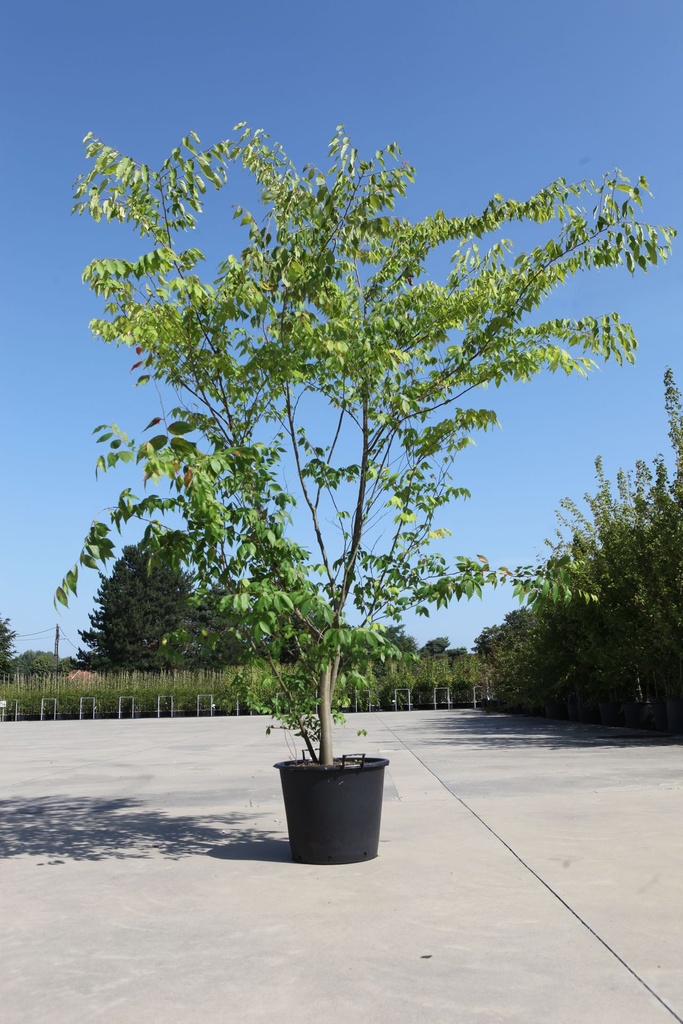[P] Zelkova serrata cont. 70L 200/+ cm multi-troncs