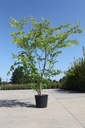 Zelkova serrata cont. 70L 200/+ cm multi-stem