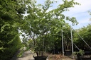 Zelkova serrata cont. 70L 200/+ cm multi-stem