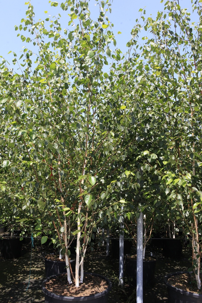 Betula utilis jacquemontii cont. 230L 350-400 cm multi-stem