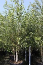 Betula utilis jacquemontii cont. 230L 350-400 cm multi-stem