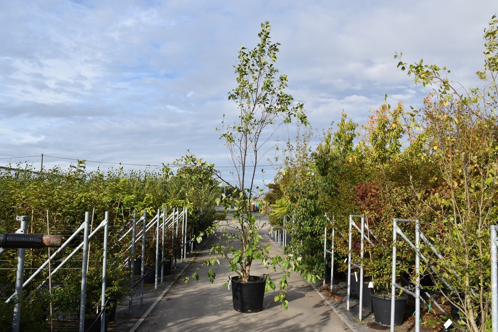 [P] Betula nigra 'Heritage' cont. 90L 250-300 cm многоствольный