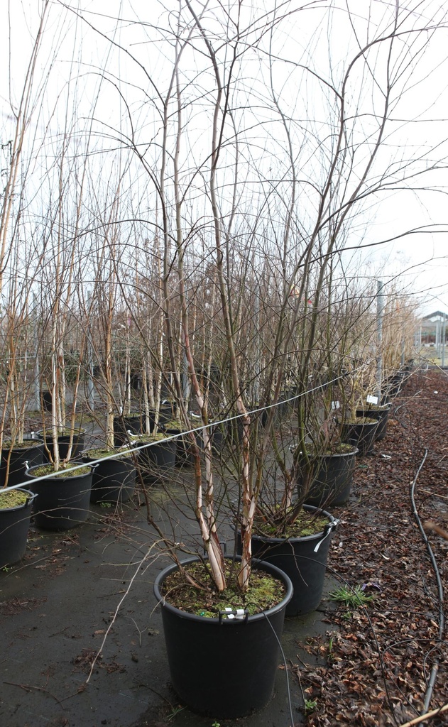 [P] Betula nigra 'Heritage' cont. 90L 250-300 cm multi-stem
