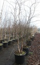 Betula nigra 'Heritage' cont. 90L 250-300 cm Multistamm